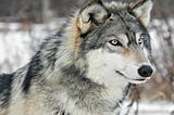 The greatness of being a LONE WOLF