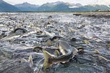 Defending Salmon from Growing Threats