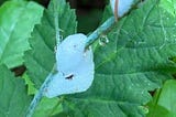 1967 — Summer of Love and Spittle Bugs