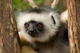 Conservation International and IUCN Save Our Species Stand Together for Lemurs in Madagascar