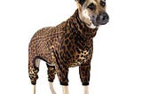 7 Posh Pets Outfits for National Pet Day White House — Doggie Style Pets