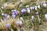 Purple flowers growing on the grass