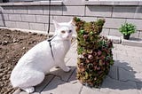 Topiary Sukulen Bentuk Kucing