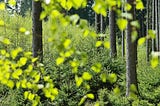 COP29 Opens with Breakthrough on Carbon Credit Standards under Paris Agreement Article 6.4