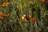 These Hummingbirds Live In Colonies In Ecuador’s Andes, Surprising Scientists