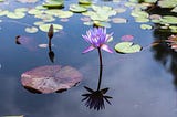 Lotus.