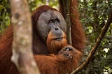 Saving a Species: Palm Oil, Orangutans, and the Leuser Ecosystem