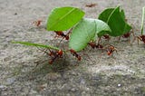 Pregúntale a las bestias: La hormiga
