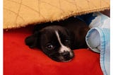 Photo of a puppy with black fur, laying on a red pillow.