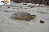 How We Helped over 7,000 turtles find their way to the ocean