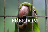 FREEDOM- A SHORT STORY