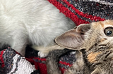 When Life Gives You Kittens: Lessons in Trusting Your Intuition and Building a Supportive Circle