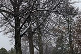 Mindful Movement On Misty March Morning