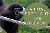 Animal Spotlight: Lar Gibbon