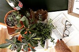 Coffee-stained book on a wooden desk, with plants scattered around