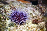 Purple sea urchins have invaded California restaurants