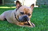 Are Bones and Rawhide Dangerous to My Dog? Safe Alternatives May Be Better