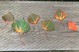 Poplar leaves lined up on a wooden stair with the first hints of orange and gold Autumnal colours showing.