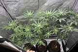 What are the “profits” of a Hobby Grow?