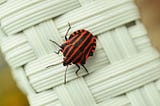 Can Product Bugs Make your Business Stronger?