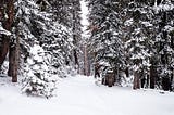 trees covered in snow in forest near Lake Tahoe, CA/NV