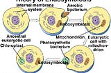 Technology is the next Mitochondria