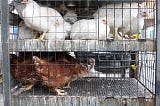 Red State Voters: You Thought you were Foxes, but you Live in the Henhouse