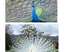 watch peacock at Home Garden Peacocks, known for their vibrant plumage, are native primarily to…