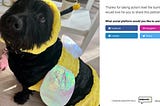 A screenshot of a SpeechifAI thank you redirect page featuring Axel the dog wearing a bumble bee costume.