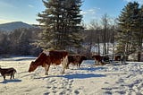 Three cows and a black goat stand in a snowy field on a sunny day.