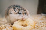 Freelancing Is Sustainable on One Condition: You Turn Into a Hamster