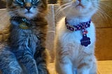 Two kittens sit side by side.