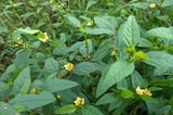 Stubborn Grass and Its Anti-Inflammatory Properties: A Breakthrough for Arthritis Sufferers
