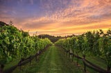 Sunset over a green track through a vineyard, with wooden fences to either side.