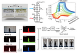 Self-Powered Artificial Synapse Mimics Human Color Vision