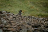 North Pennines — this place is stunning…