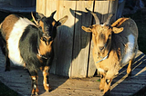 How My Goats Have Saved Me