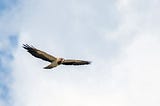 hawk flying across the sky