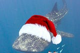 A whale shark swimming with little fish. Shark and a few of the little fish are wearing santa hats.