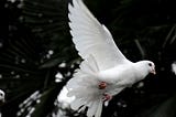 White Feathered Bird: A Short Story