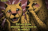 Did You Know Cheetahs Get Turned On By Meows?