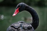 Black Swan and Entrepreneurs: What have I learned so far?