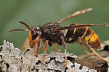 The murder hornet’s cousin has been found in South Carolina