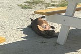 Fido, Felines and Fantastic Finds