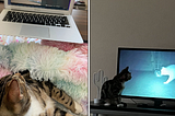 Why every pet lover should take the Animal Computer Interaction class