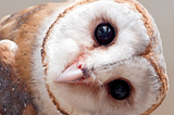 The Owl and Its Parabolic Face