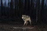 Remembering OR-7, the Wolf Who Journeyed Back to California