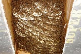 A Wall Full Of Bees