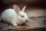 A white rabbit on a desk