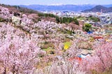 A panoramic view of Hanamiyama Park in full bloom, with vibrant cherry blossoms and other flowering trees covering the hillsides, set against the backdrop of Fukushima City and distant snow-capped mountains.